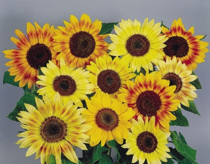 Picture of Helianthus (Sunflower) - Music Box Mixed